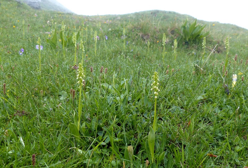 Nigritella cenisia e Nigritella rhellicani  Savoia francese   luglio 2023.